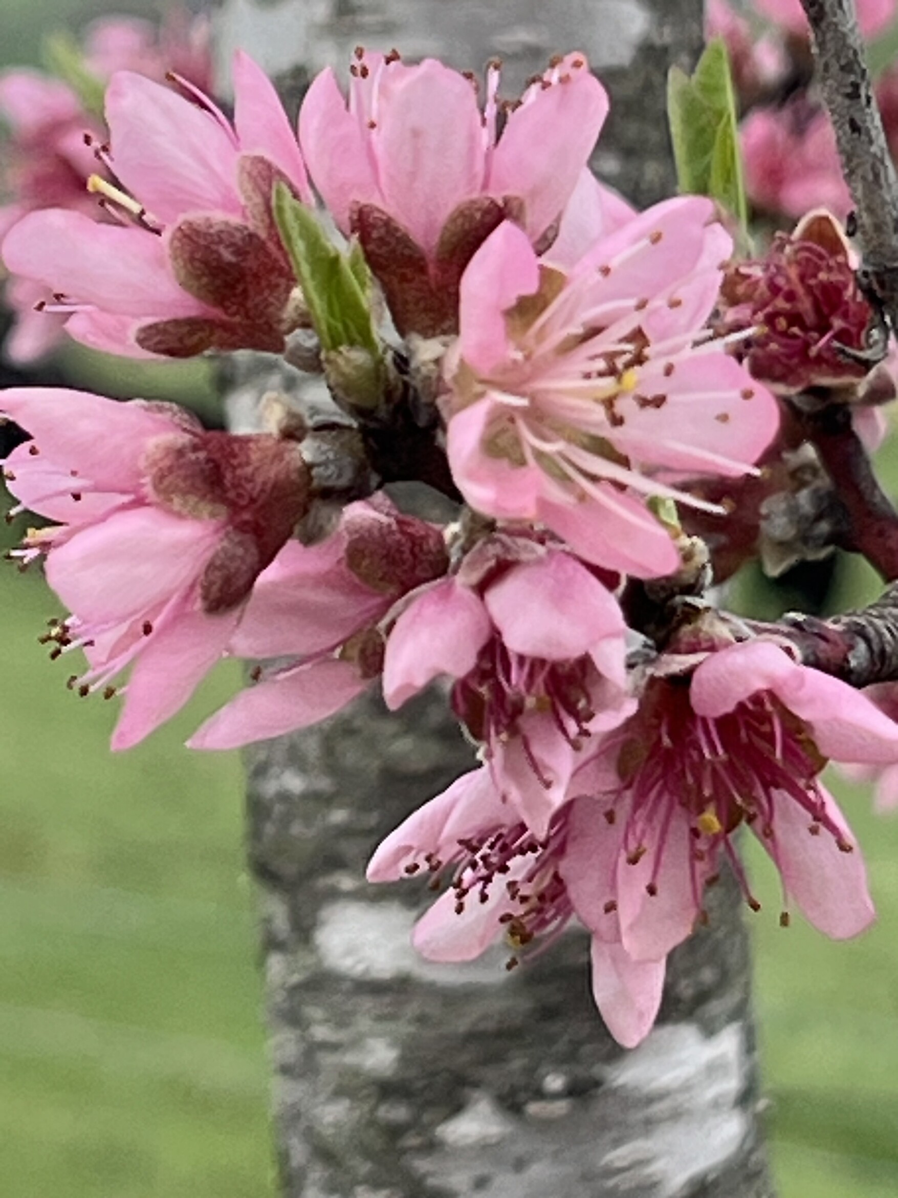 Peach bloom