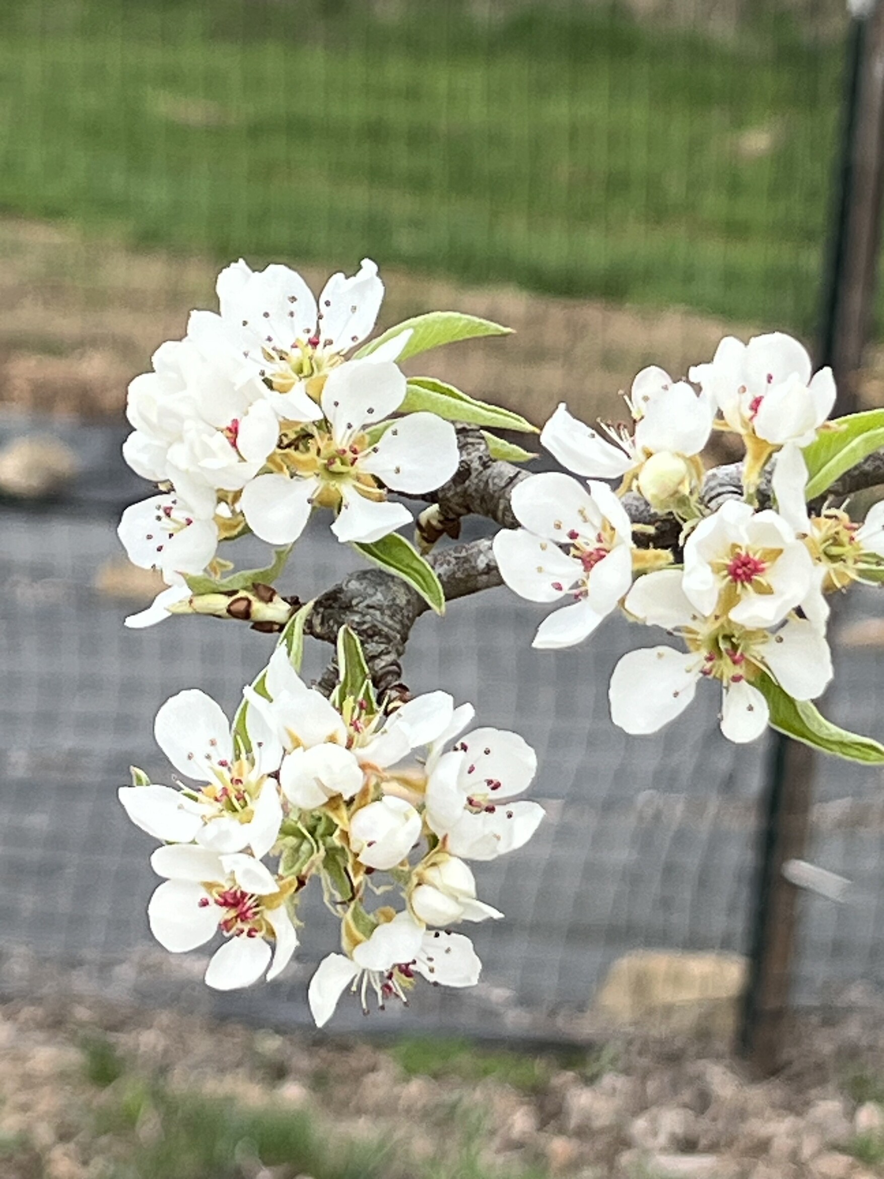 Elation bloom
