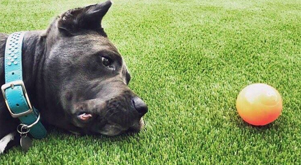 Grass365 Synthetic Grass Design Pets Dog Ball