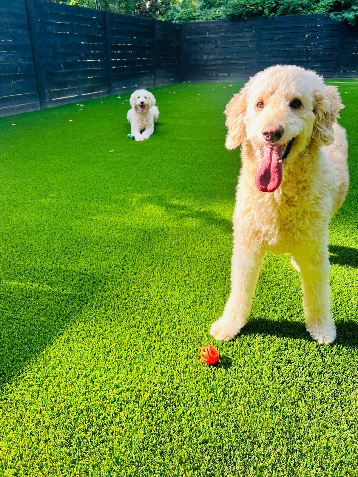 Artifical Grass Pets Nashville