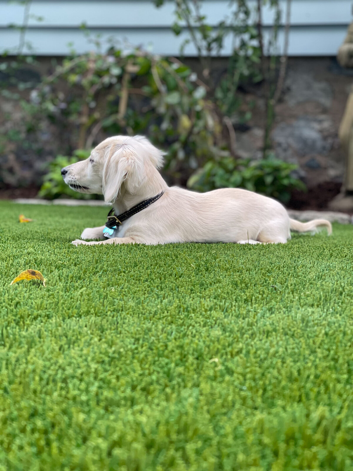 Artificial turf backyard animal friendly