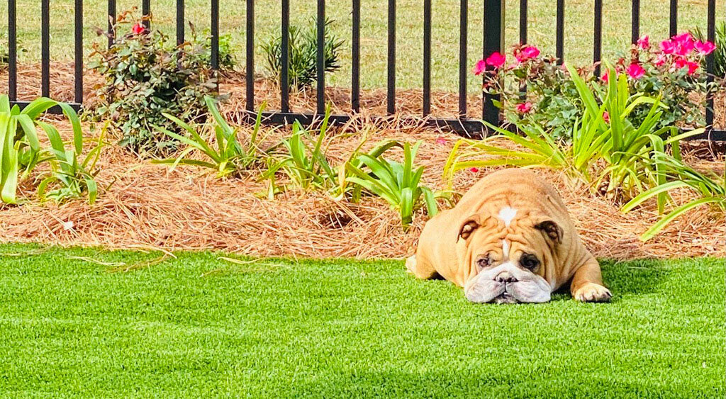 Artificial turf backyard bulldog friendly