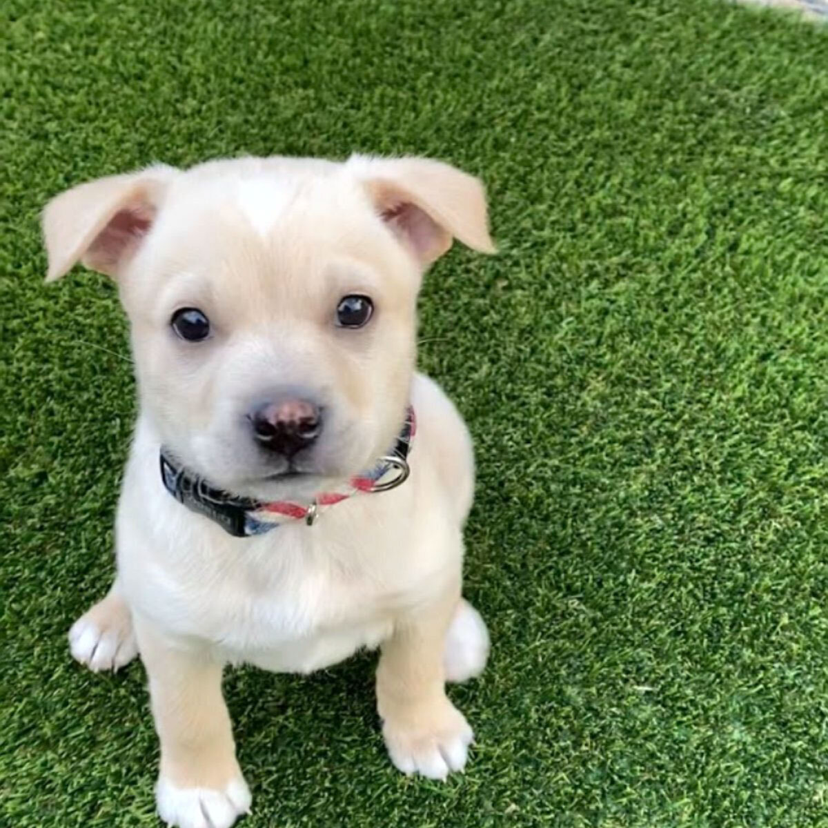 Artificial turf backyard dog friendly