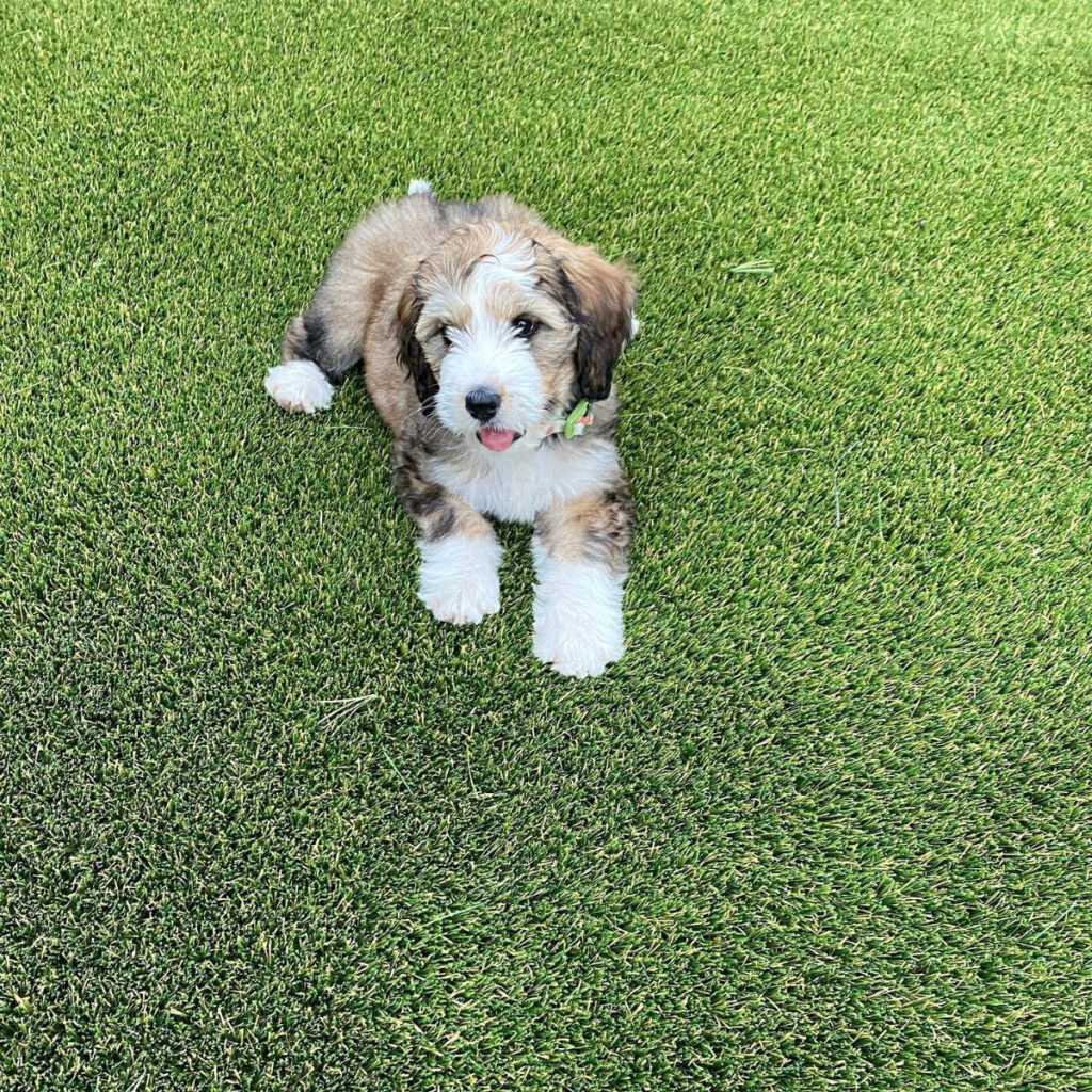 Artificial turf lawn pet friendly
