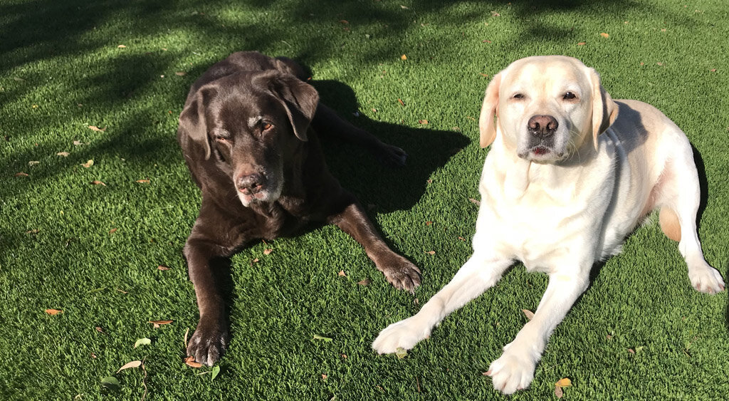 Charleston Pet Turf Labs Love Grass365