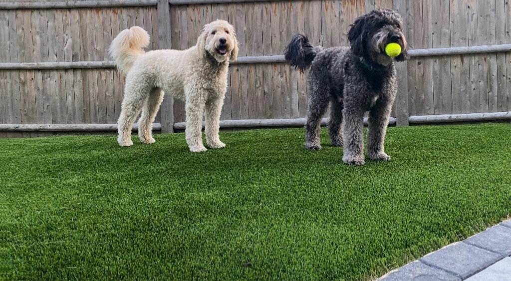 Dallas Pet Turf with Dogs and Tennis Ball
