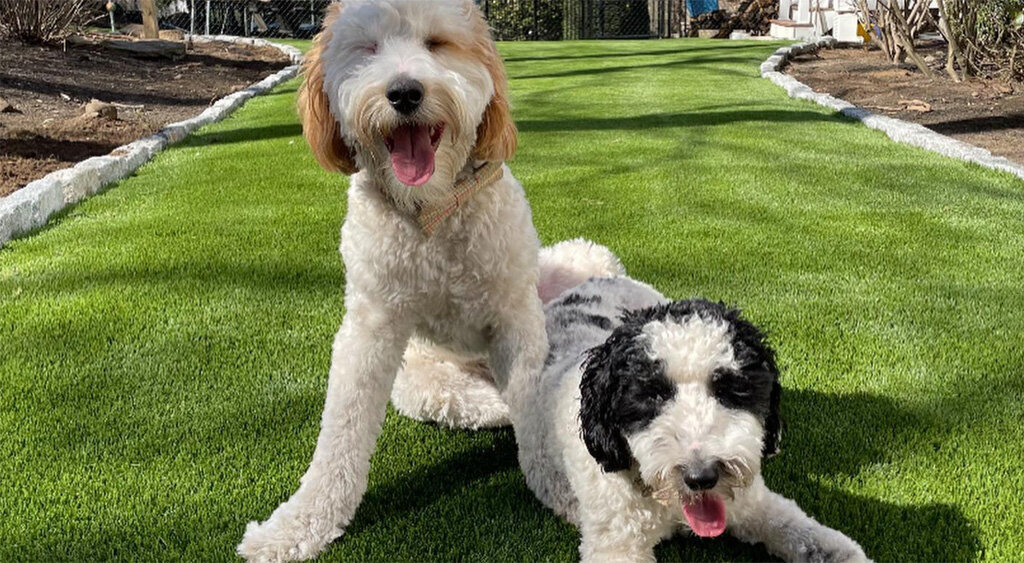 Pet Turf Backyard Dallas