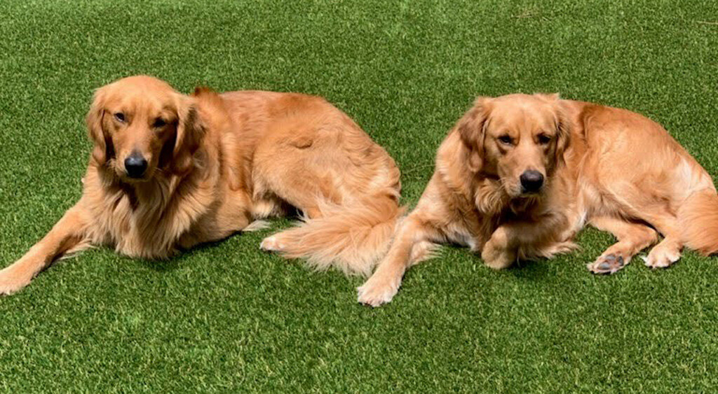 2 Retrievers Sunning On Pet Turf