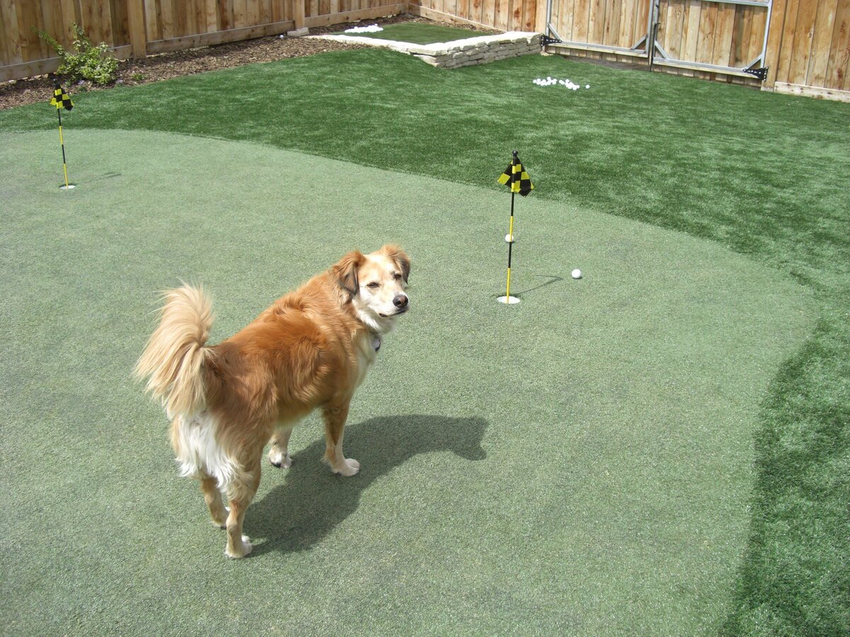 Artificial Lawns for Pets