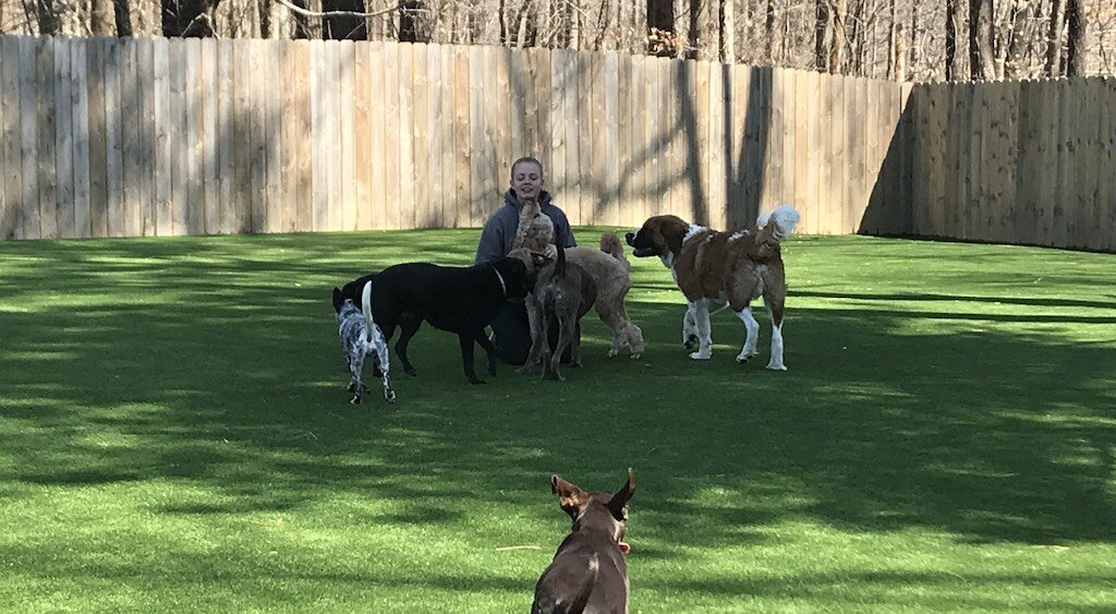Atlanta Artificial Pet Turf Two Dogs Hero Web