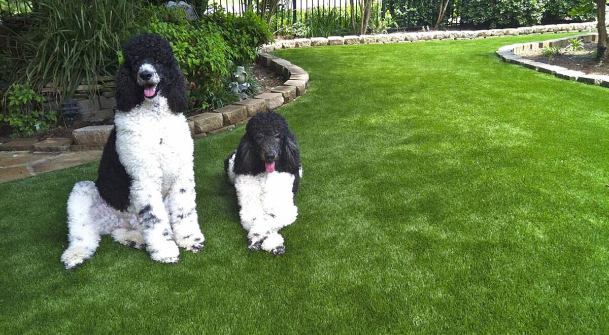 Connecticut Pet Turf