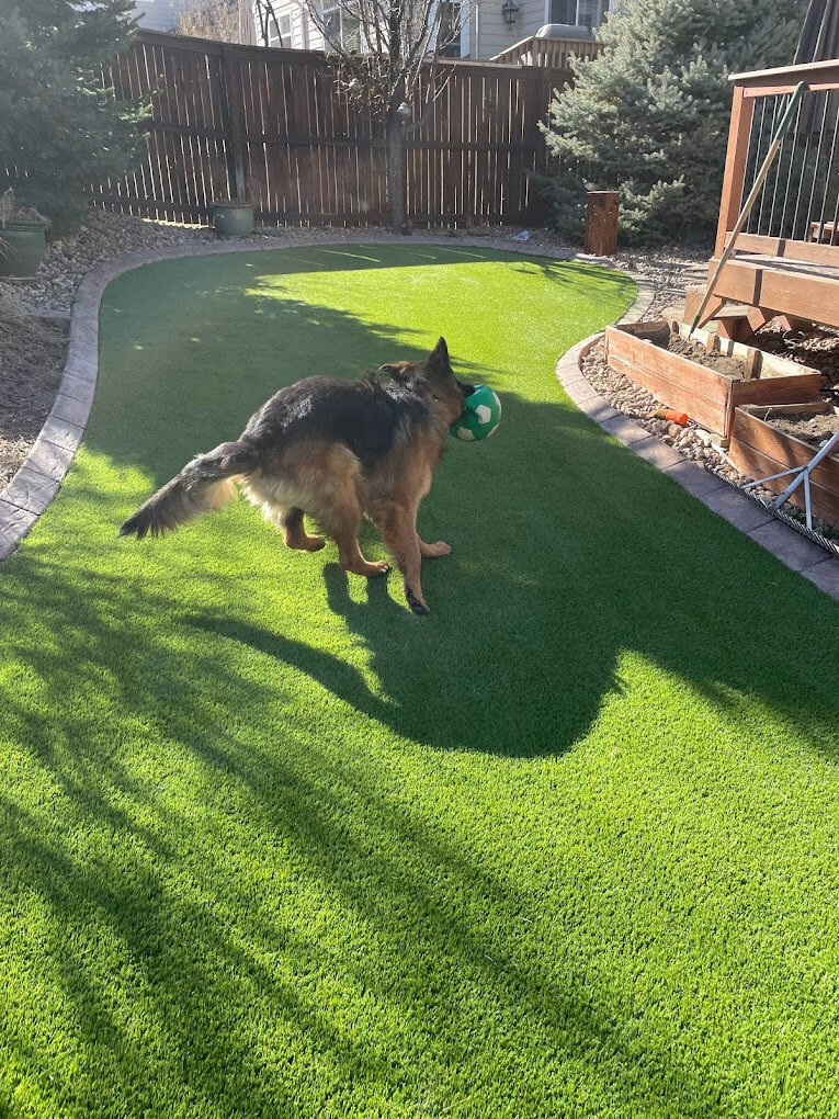 Denver Backyard Pet Turf German Shepherd