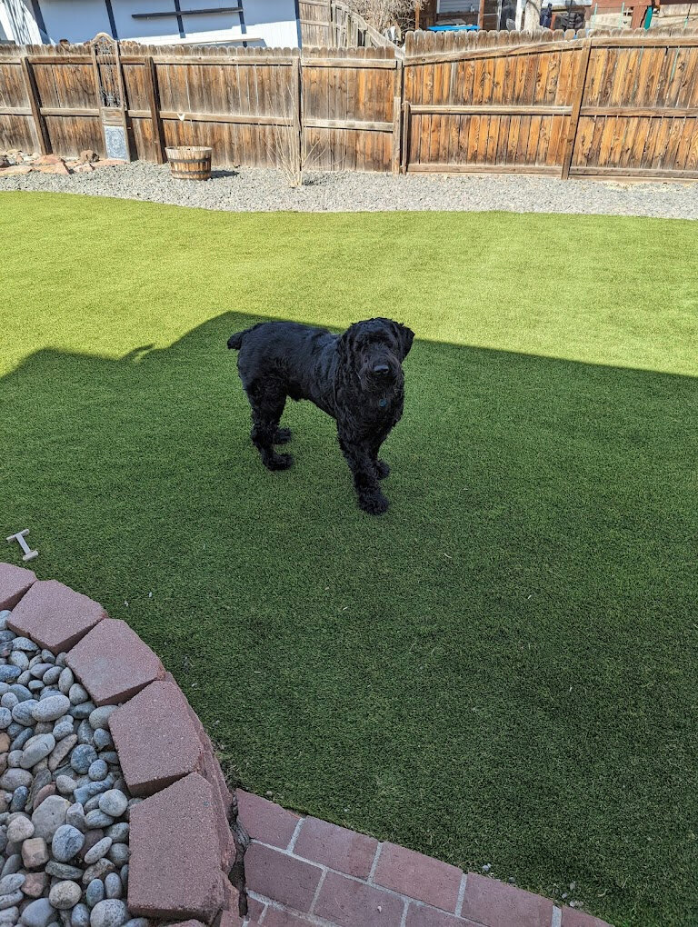 Denver Pet Grass Black Dog
