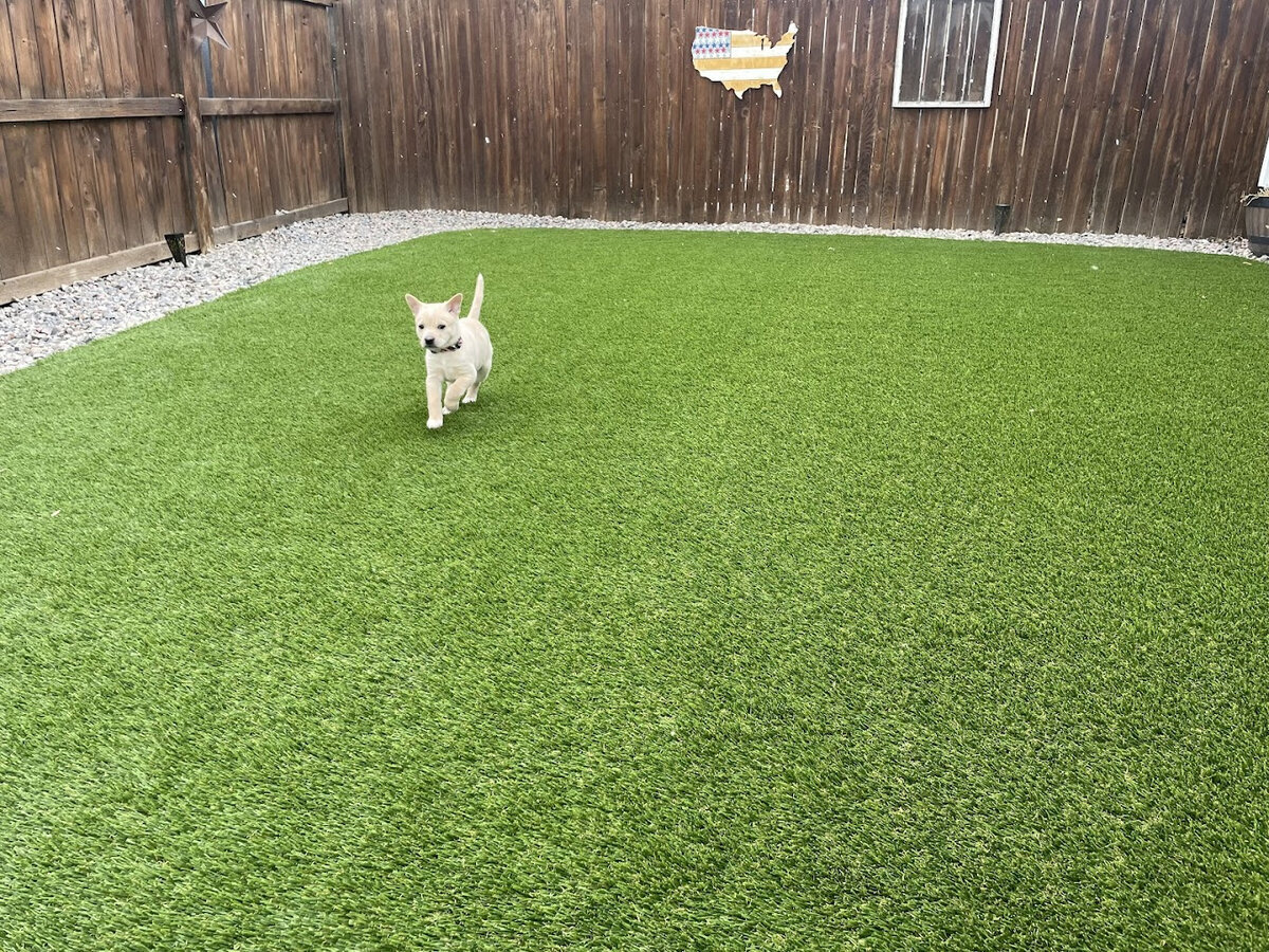 Denver Pet Turf with Cute Puppy