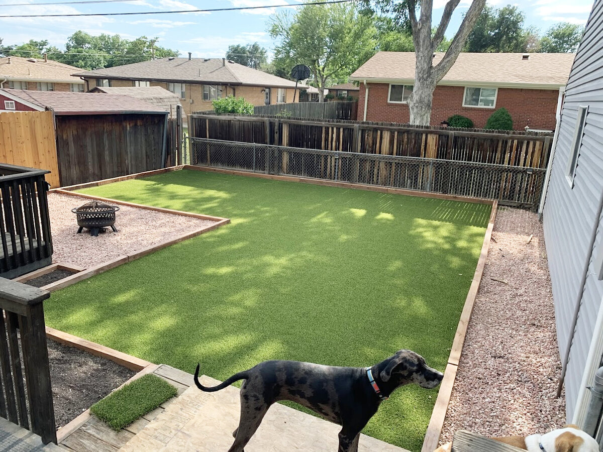Denver Pet Grass with Dogs
