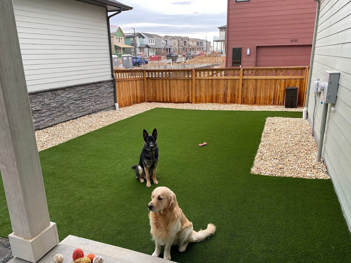 Denver Artificial Pet Turf Two Dogs