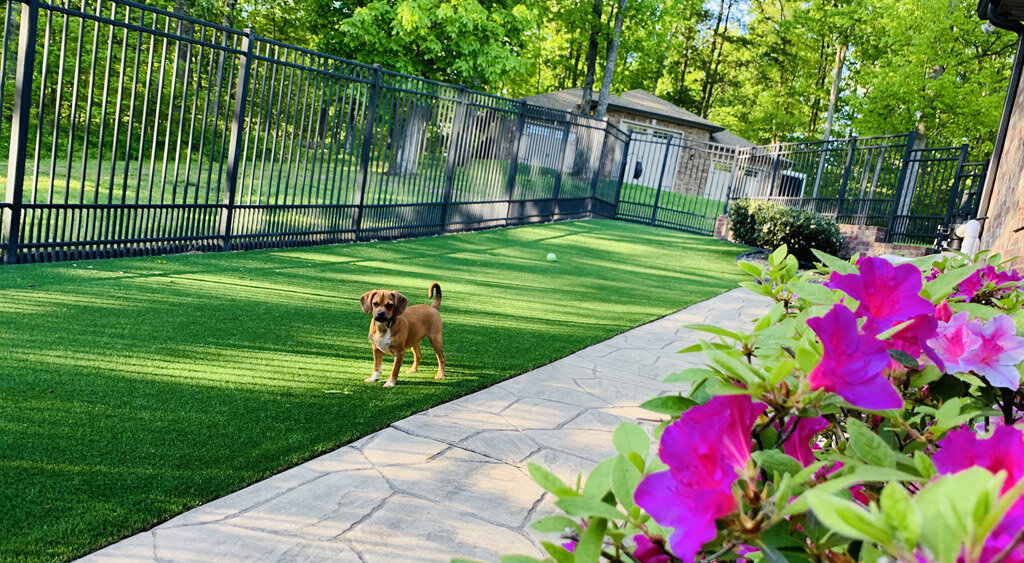 Dog Play Lawn