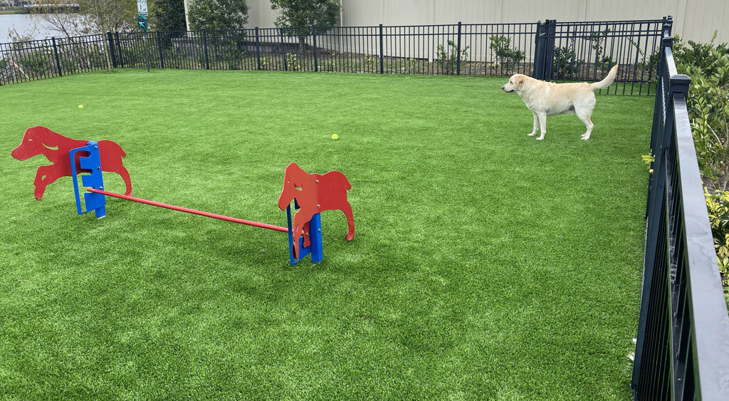 Dog Run White Lab On Pet Turf