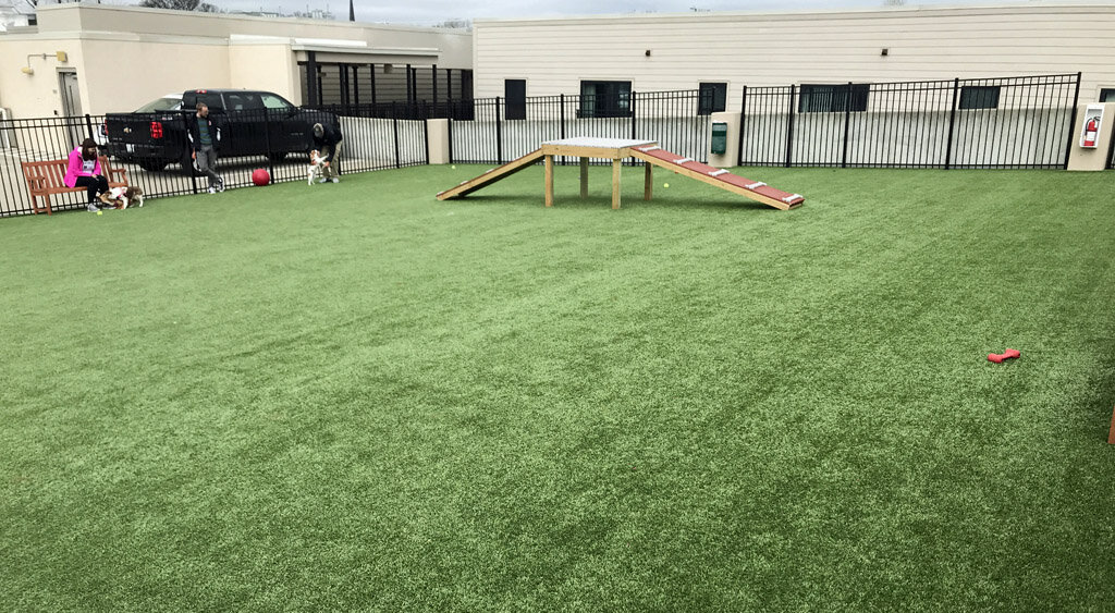 Dog Training Lawn