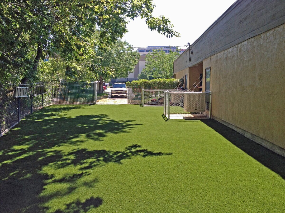 Dog Turf Day School