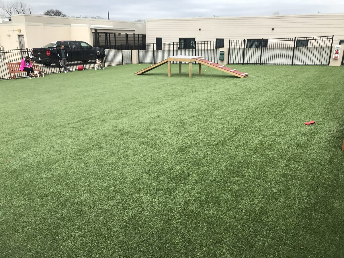 Dog on Pet Turf