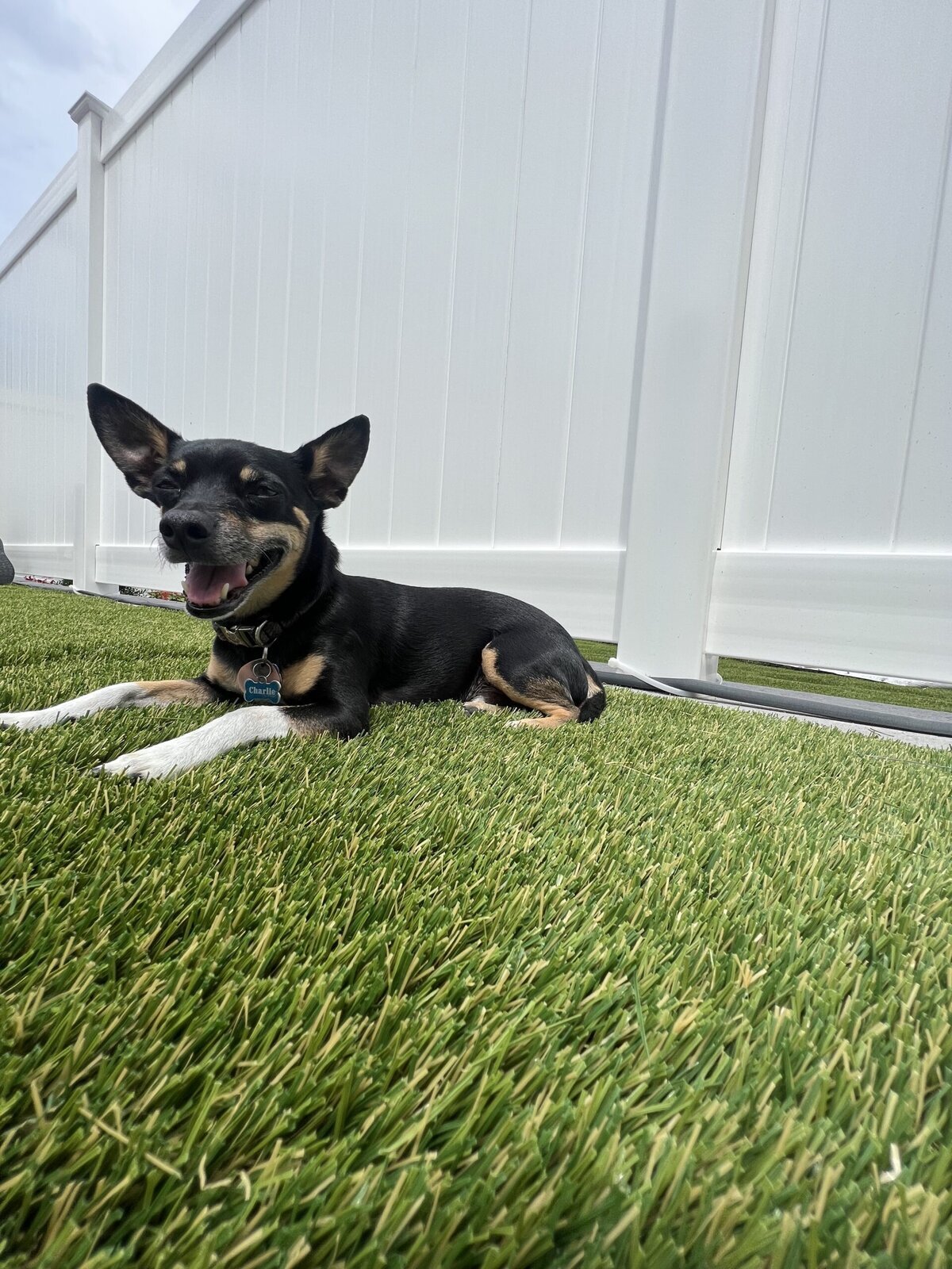 Long Island Artificial Pet Turf Two Dogs Hero Web