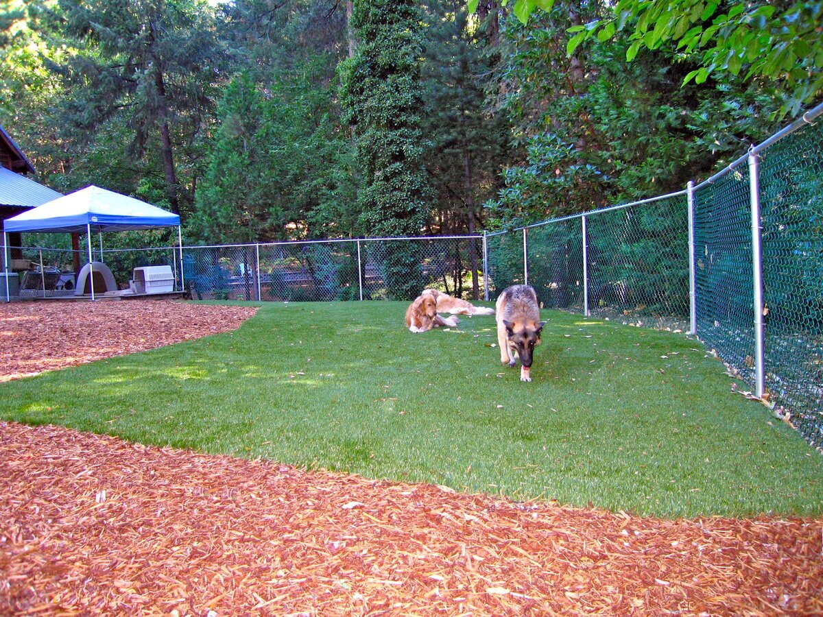 Salt Lake City Artificial Pet Turf Two Dogs Hero Web