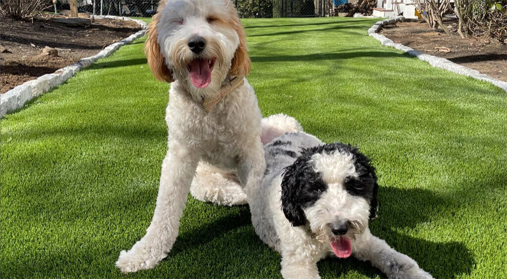 Long Island Artificial Pet Turf Two Dogs Hero Web