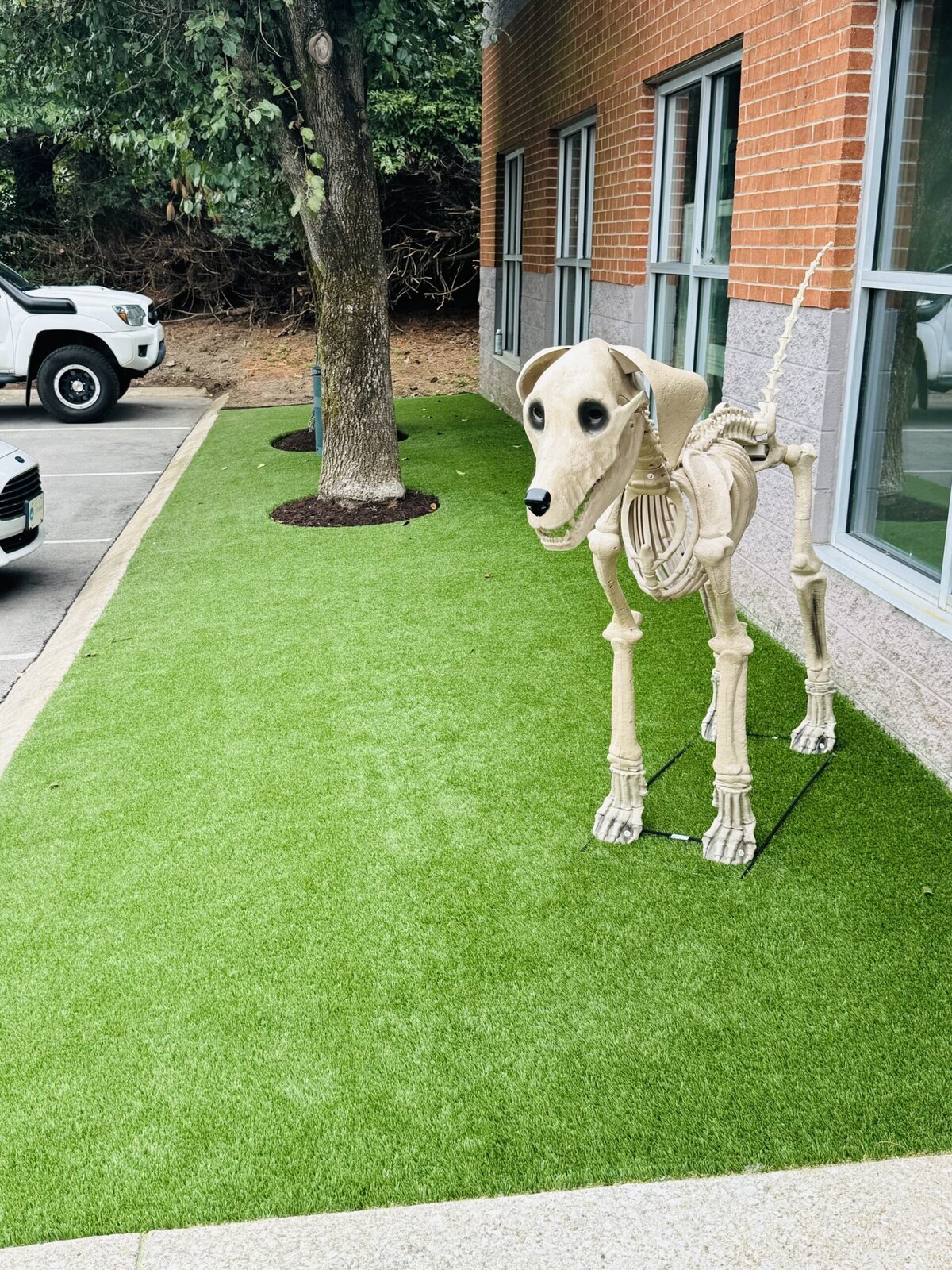 Skeleton Dog on Turf