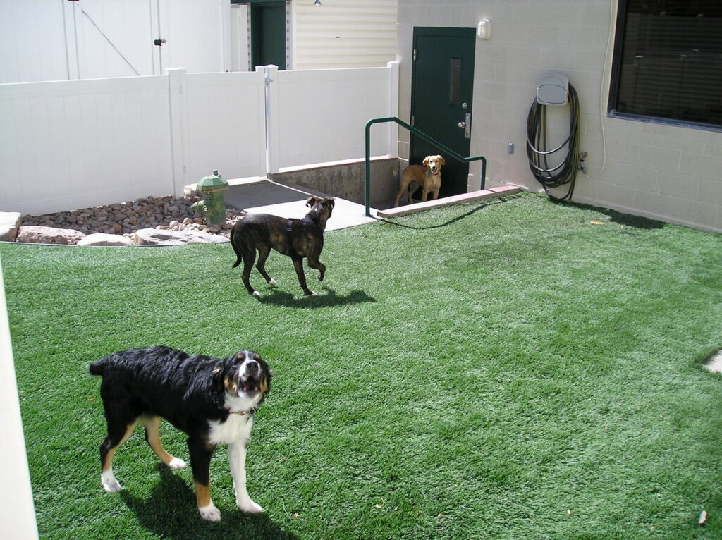 Vet Dog Grass