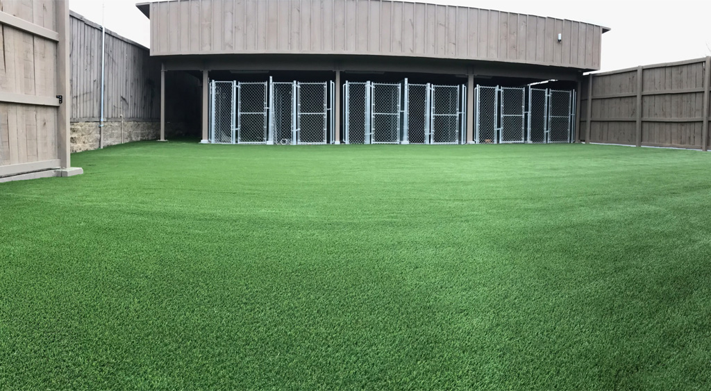 commercial dog turf jacksonville grass365