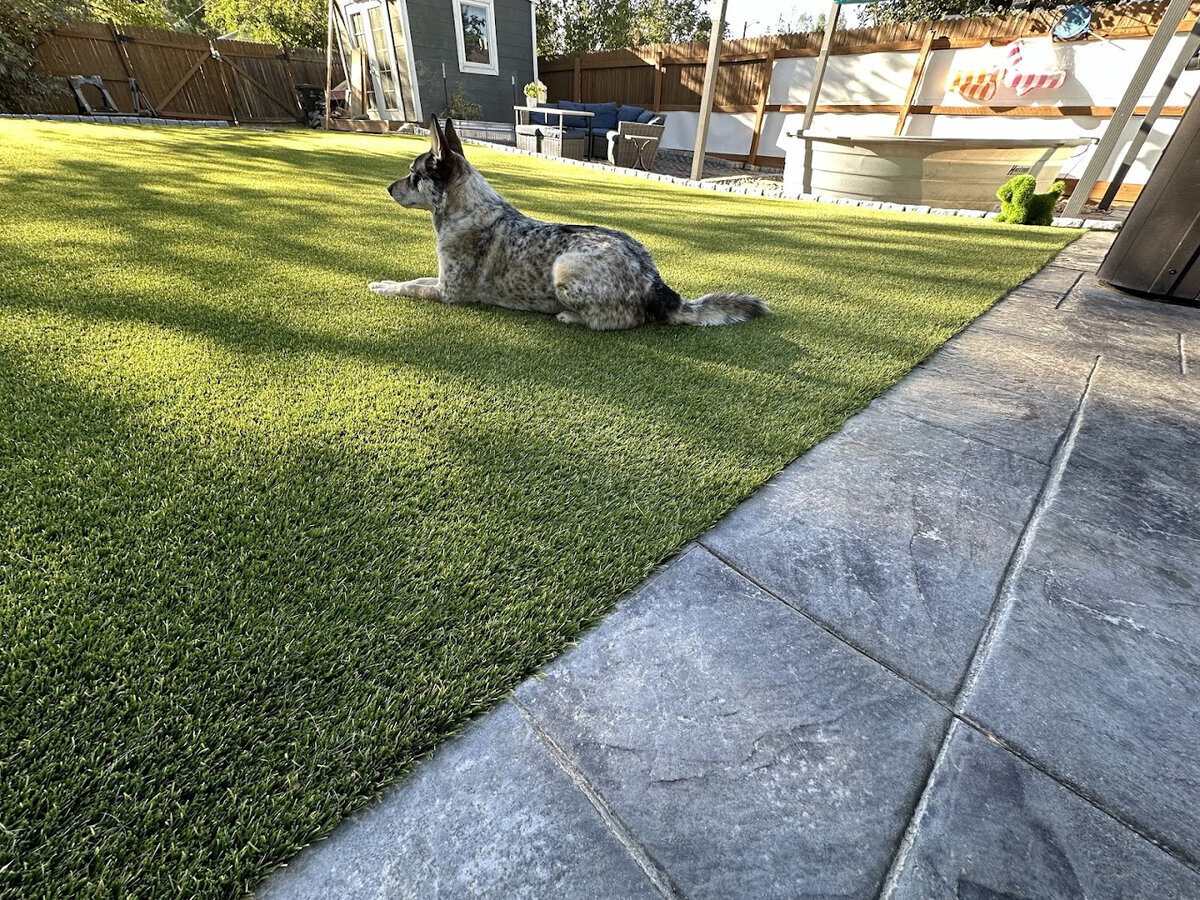 Denver Pet Grass Backyard with Dog
