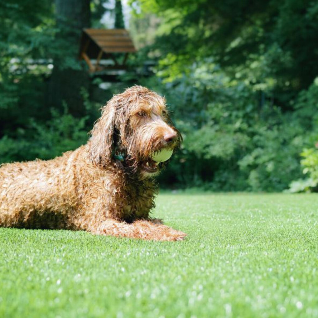 Denver Artificial Pet Turf Two Dogs Hero Web
