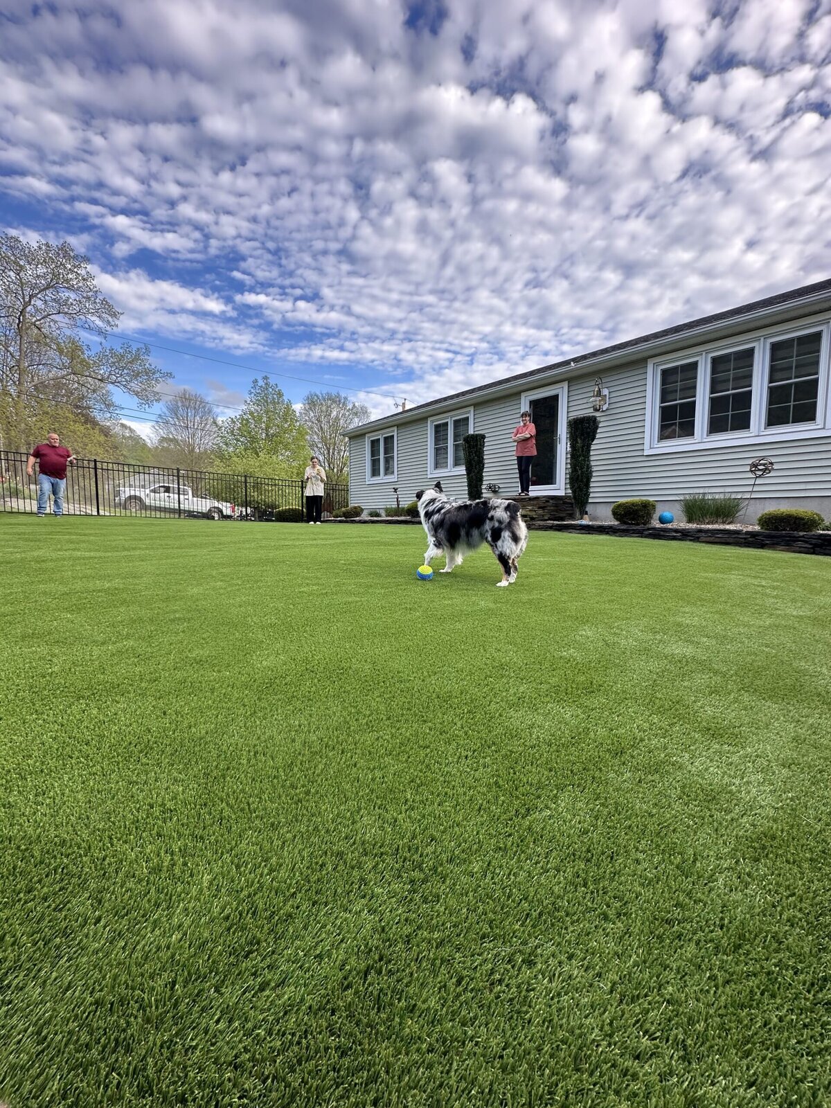 Boston Artificial Pet Turf Two Dogs Hero Web