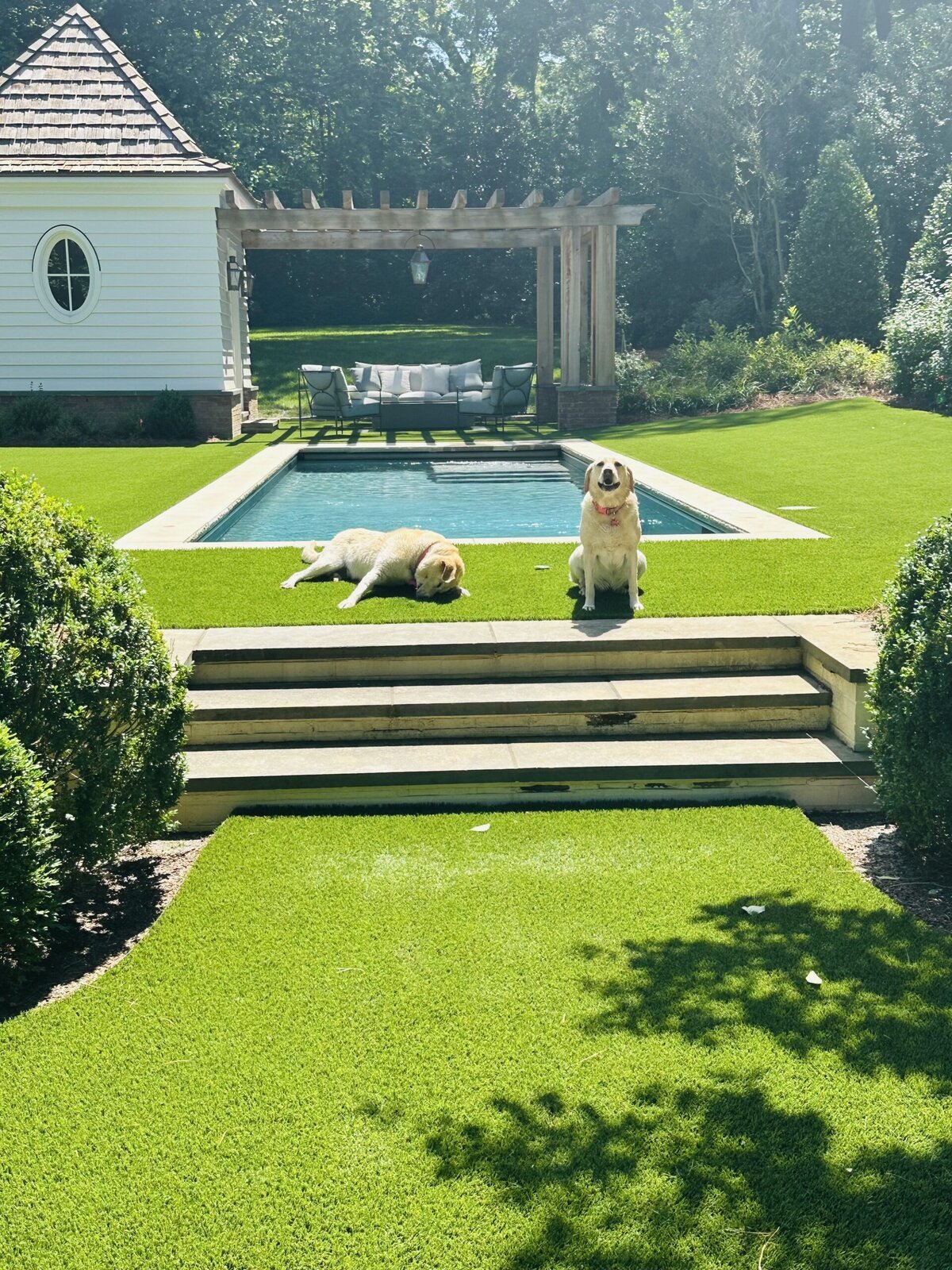 Dogs Relaxing on Artificial Grass Around Pool Nashville
