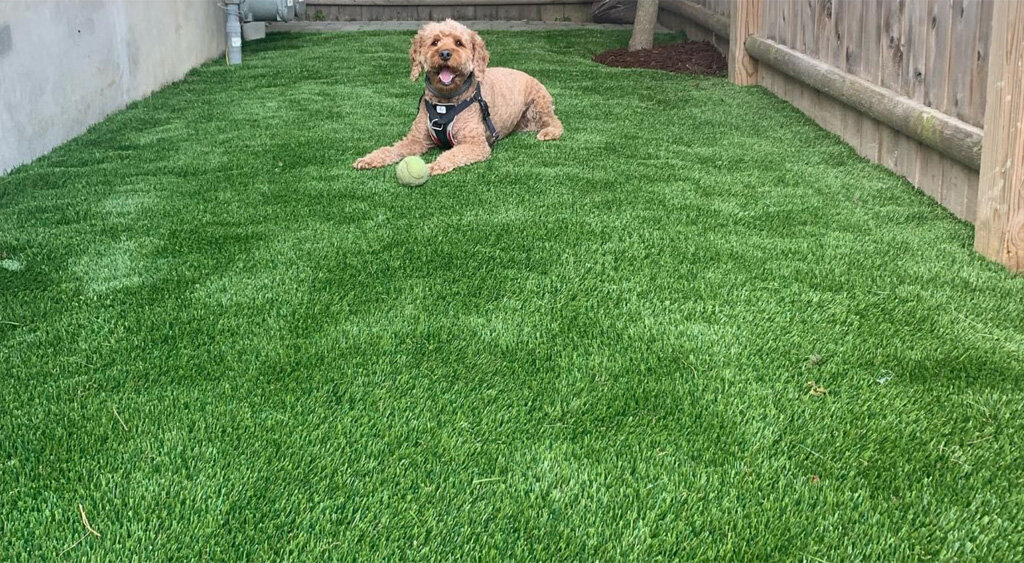 Happy Pup