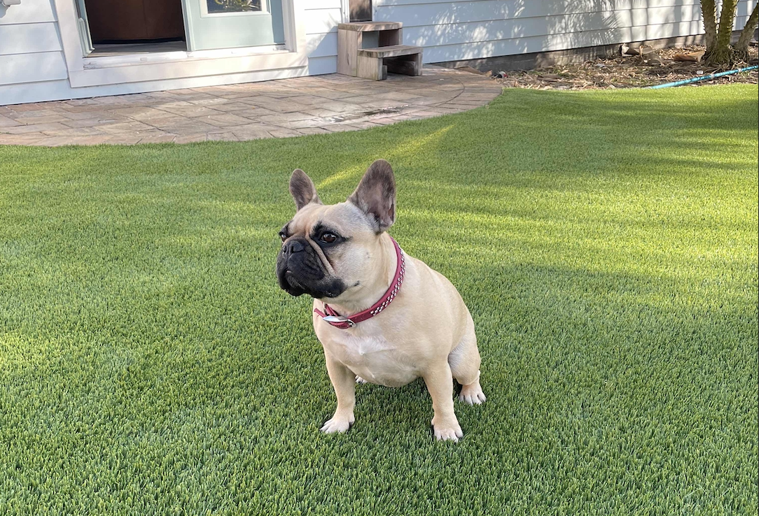 Jacksonville Artificial Pet Turf Two Dogs Hero Web