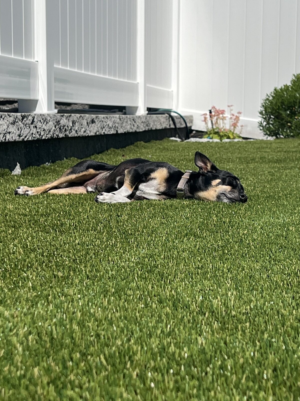Stamford Artificial Pet Turf Two Dogs Hero Web