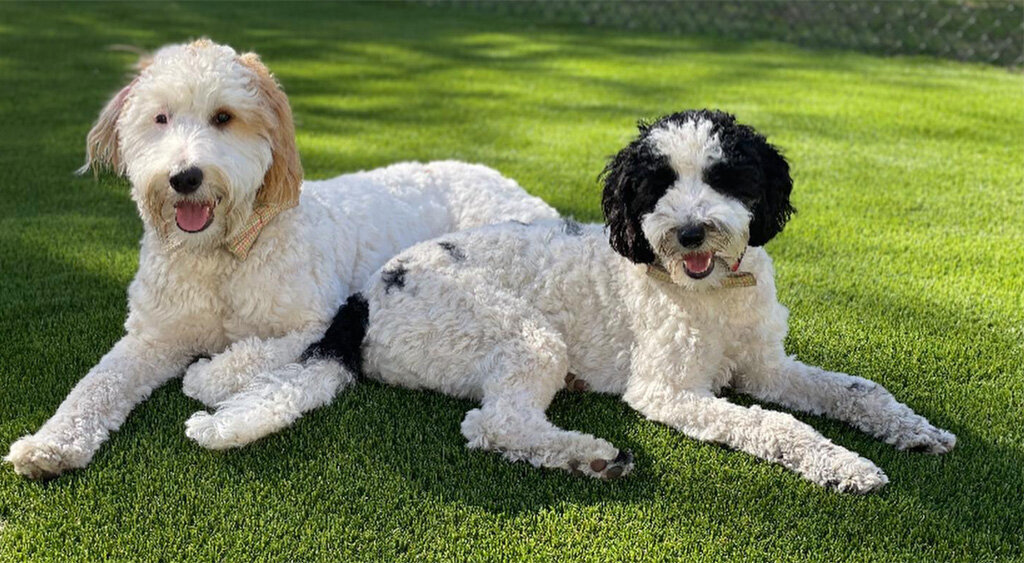 Backyard Synthetic Grass Installation Company Northern New Jersey 1024x768