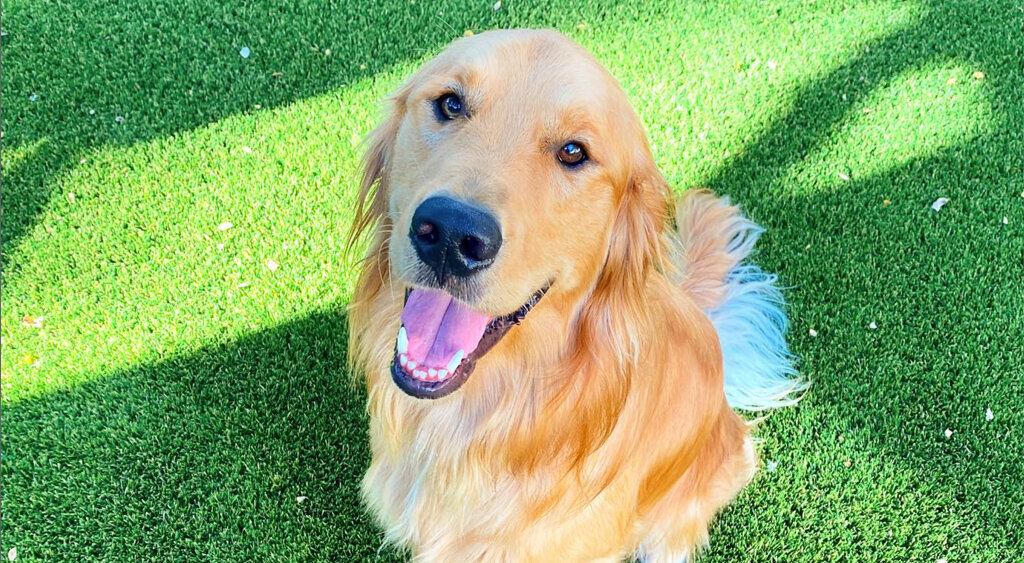 Austin Pet Turf Golden Up Close