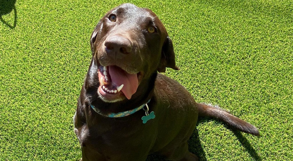 Austin Artificial Pet Turf Two Dogs Hero Web