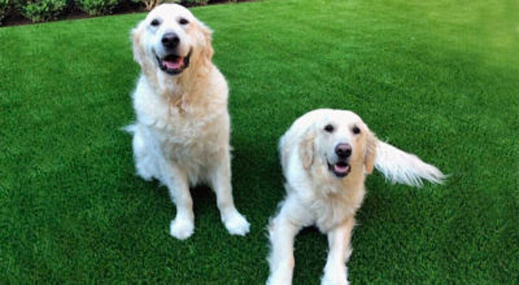 Austin Pet Turf Double Goldens