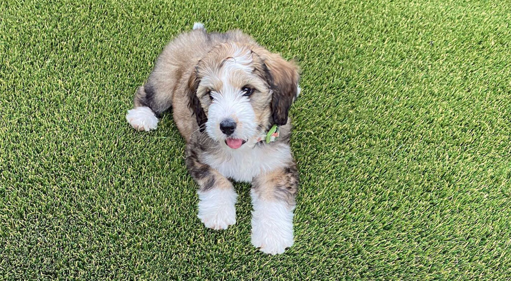 Austin Pet Turf Puppy Sitting