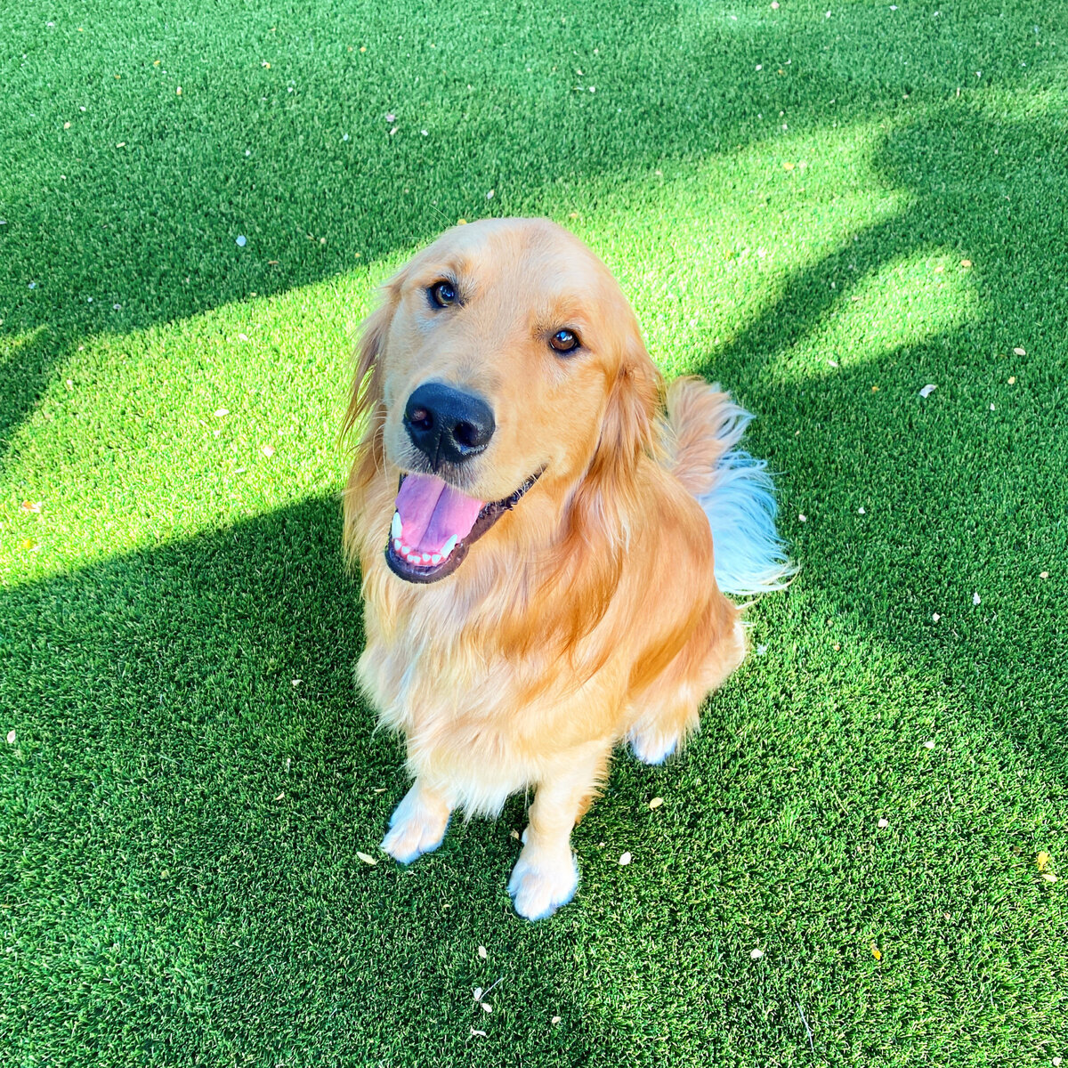 Golden on Dog Turf Austin