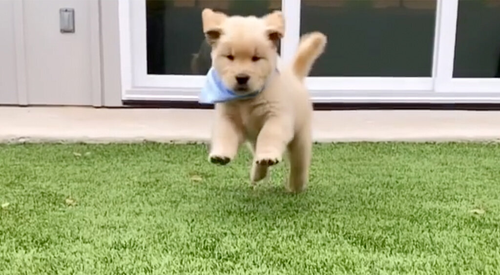Jumping Puppy on Dog Turf Austin