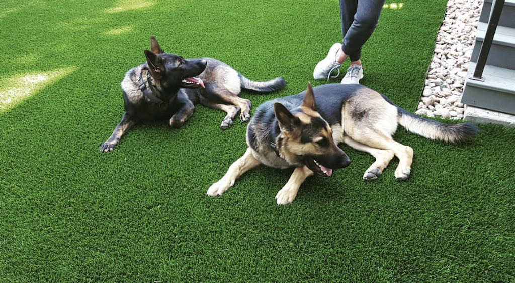 Pet Turf Austin Texas