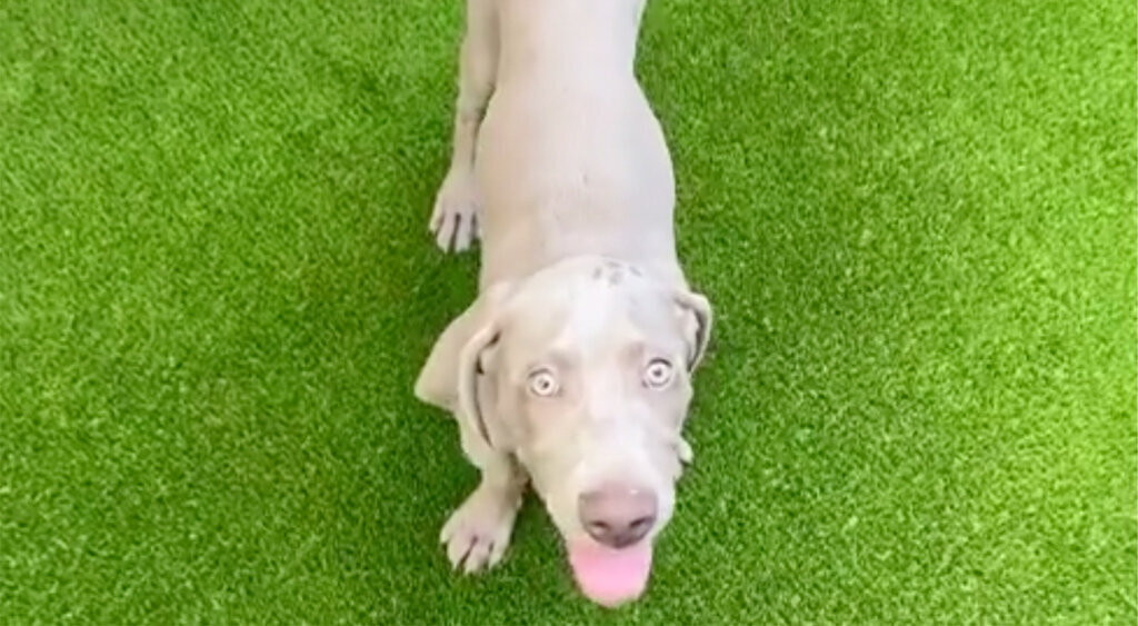 Pet Turf Austin Texas Dog is Happy
