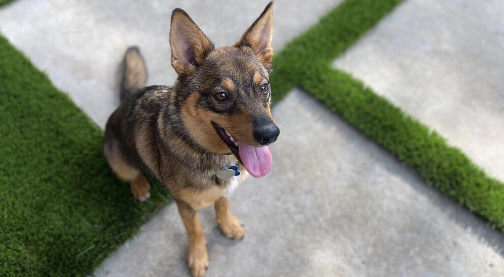 Artificial Grass for Dogs Austin