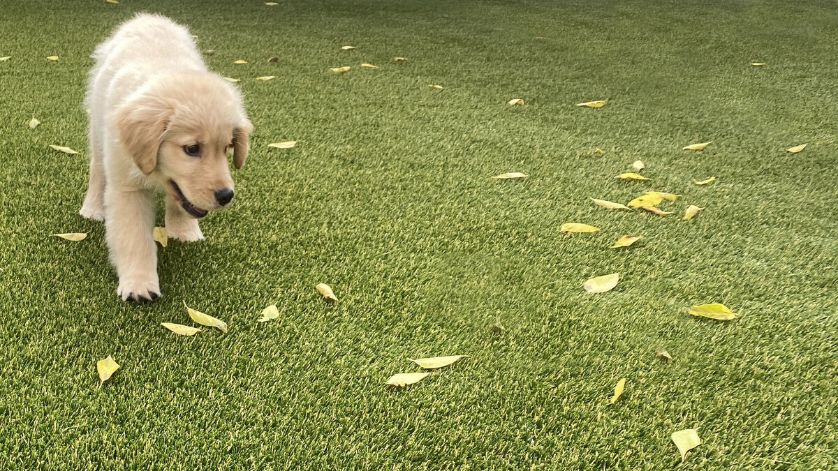 Austin Pet Turf Installation Golden Puppy