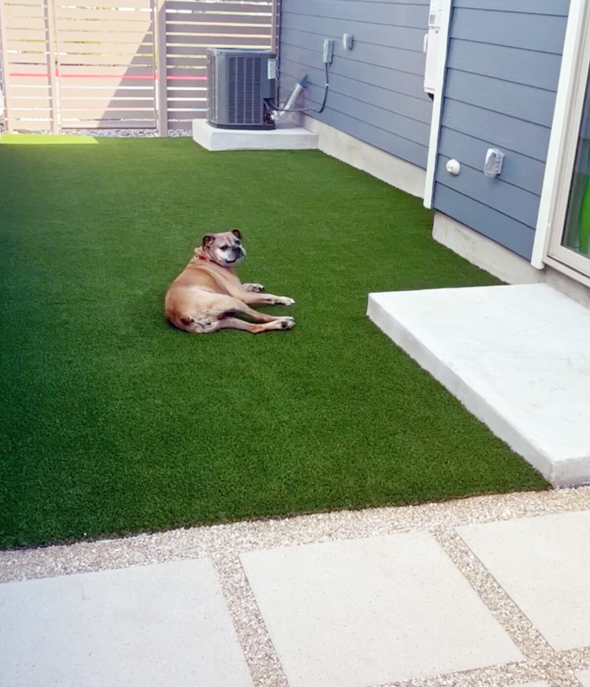 Backyard Dog Grass Austin